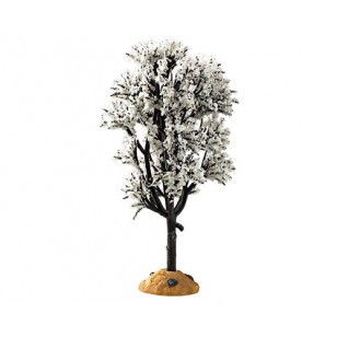 WHITE HAWTHORN TREE