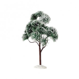 MOUNTAIN PINE, EXTRA LARGE, 30cm Tall MOUNTAIN PINE, EXTRA LARGE, 30cm Tall
